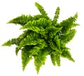 Directly above shot of nephrolepis fern isolated on white