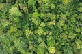 Directly above shot of tropical jungle in Tabin Lahad Datu Royalty Free Stock Photo