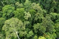 Directly above shot of tropical jungle in Tabin Lahad Datu Royalty Free Stock Photo