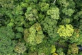 Directly above shot of tropical jungle in Tabin Lahad Datu Royalty Free Stock Photo