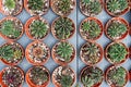 Directly above view of Gymnocalycium cactus Royalty Free Stock Photo