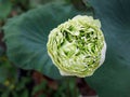 Directly above view of Thai local species Lotus, name Magnolia lotus, album plenum, white color flower, water lily, nelumbo Royalty Free Stock Photo