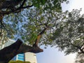 A directly below shot of a lush tree trunk with a backdrop of a blue sky and tall buildings Royalty Free Stock Photo