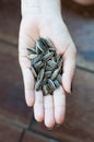 Dired sunflower seeds