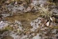 Dirt. autumn mud, puddles, dirty ground.