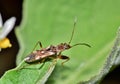 Dirt-colored seed bug on a tree leaf at night in Houston, TX. Royalty Free Stock Photo