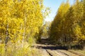 Dirt road at the edge of the forest Royalty Free Stock Photo