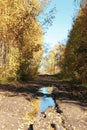 Dirt road at the edge of the forest Royalty Free Stock Photo