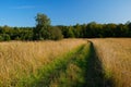 A dirt country road in the field of yellow autumn grass under a blue sky Royalty Free Stock Photo