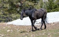 Dirt covered Black stallion walking out of snow patch mountain ridge in the western USA