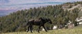 Dirt covered Black stallion wild horse in the central Rocky Mountains of the western USA