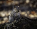 Dirt covered Gray Squirrel scans the forest