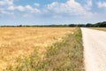 Dirt and dust road passing through the golden wheat agricultural field, sunny weather with blue sky, copyspace Royalty Free Stock Photo