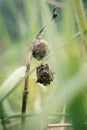 A dirt egg shape insect nests hanging on the grass with nature green blur background