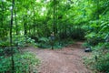 A dirt footpath in the forest with a sign and a doll head on top surrounded by lush green trees on the Doll`s Head Trail