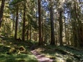 Footpath Through Lush Temperate Rainforest, Olympic National Park