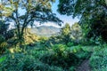 Dirt woodland footpath, Guatemala, Central America Royalty Free Stock Photo