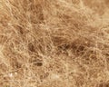 Dirt Fuzz and Hair Royalty Free Stock Photo