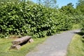 Dirt Garden Path With Split Log Wooden Bench Royalty Free Stock Photo