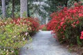 Charleston SC Garden Pathway Through Azaleas Royalty Free Stock Photo