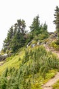 dirt hiking path climbs up through sub-alpine meadow