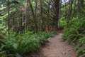 Dirt Hiking Path in Oregon