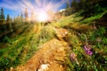 Dirt hiking trail winds through a meadow full of colorful wildflowers with the bright light of sunlight shining through the forest Royalty Free Stock Photo