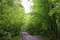 Dirt hilly road inside a green deciduous forest Royalty Free Stock Photo