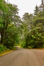 Dirt lane heading off into the distance between forest trees Royalty Free Stock Photo