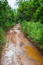 Dirt mud road in jungle Royalty Free Stock Photo