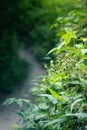 Dirt path background with plants and weeds in foreground portrait