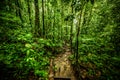 Dirt path in Basse Terre jungle