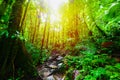 Dirt path in Basse Terre jungle in Guadeloupe