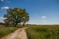 Dirt Path in Country Fields on a Sunny Summer Day