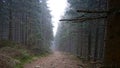 a dirt path in a deep forest tree Royalty Free Stock Photo