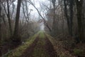 Dirt path with foliage on the ground and a tree leaning on it in a park on foggy day in winter Royalty Free Stock Photo