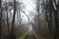 Dirt path with foliage on the ground and a tree leaning on it in a park on foggy day in winter Royalty Free Stock Photo