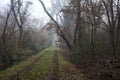 Dirt path with foliage on the ground and a tree leaning on it in a park on foggy day in winter Royalty Free Stock Photo