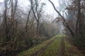 Dirt path with foliage on the ground and a tree leaning on it in a park on foggy day in winter Royalty Free Stock Photo