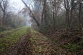 Dirt path with foliage on the ground and a tree leaning on it in a park on foggy day in winter Royalty Free Stock Photo