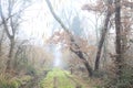 Dirt path with foliage on the ground and a tree leaning on it in a park on foggy day in winter Royalty Free Stock Photo