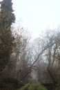 Dirt path with foliage on the ground and a tree leaning on it in a park on foggy day in winter Royalty Free Stock Photo