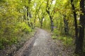 Dirt path in forest