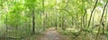 Dirt path in forest