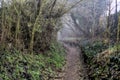 Dirt path in a forest with trees arching on the top of it on a foggy day Royalty Free Stock Photo