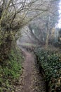 Dirt path in a forest with trees arching on the top of it on a foggy day Royalty Free Stock Photo