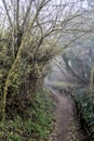 Dirt path in a forest with trees arching on the top of it on a foggy day Royalty Free Stock Photo