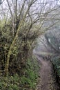 Dirt path in a forest with trees arching on the top of it on a foggy day Royalty Free Stock Photo