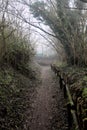 Dirt path in a forest with trees arching on the top of it on a foggy day Royalty Free Stock Photo