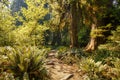 Dirt path in hoh rainforest leading through trees Royalty Free Stock Photo